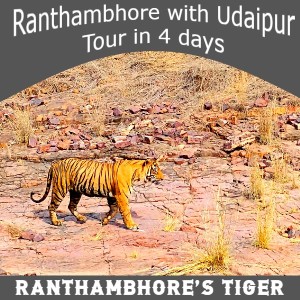 5 Days Ranthambhore Udaipur Tour 