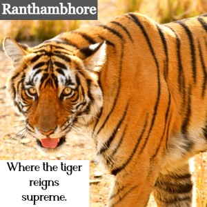 3 Days Ranthambhore Tiger Safari Tour