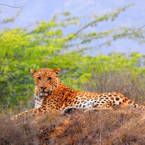 Jaipur Tour with Jhalana Leopard Safari