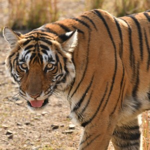 5 Days Ranthambhore Sariska Tour Package