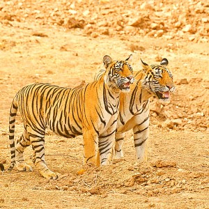 4 Days Ranthambhore Udaipur Package Tour